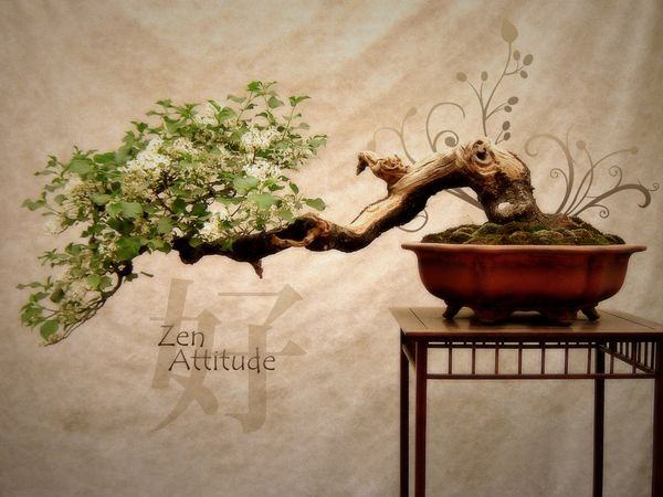 Atitude zen - Wabi Sabi