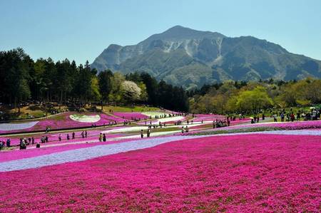 Chichibu Hitsujiyama Park