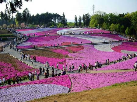 Chichibu Hitsujiyama Park em Saitama