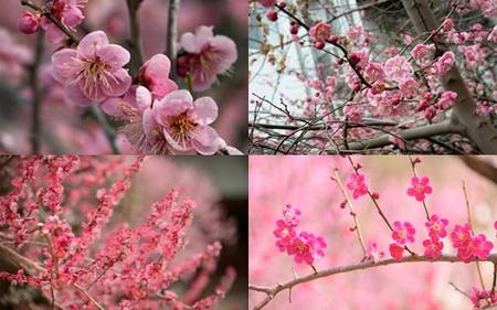 Flor de ameixa e seu simbolismo no Japão