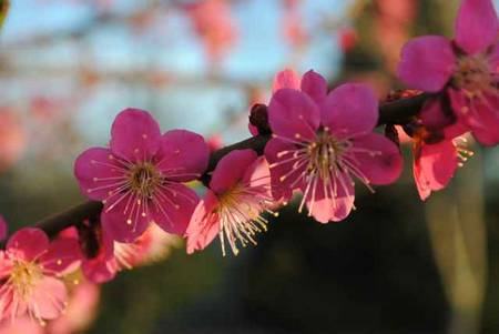 Prunus mume - flores de ameixa