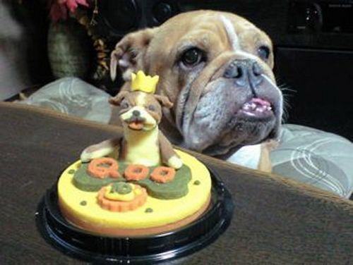 Bolo de Aniversário para cães