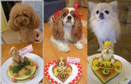 Bolo de Aniversário para cães fotos