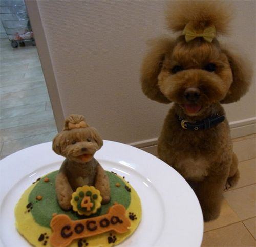 bolo de aniversário para cães