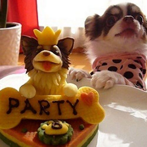 bolo de aniversário para cães