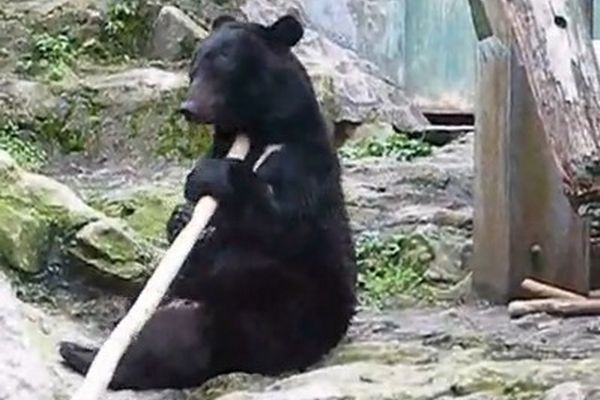 Kung fu bear Asa Zoo