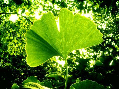 Folhas Ginkgo Biloba