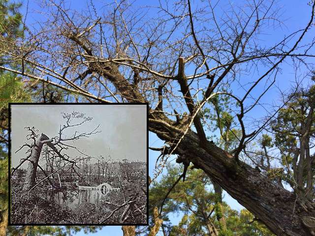 Hibakujimoku, Árvore Ginkgo que sobreviveu ao bombardeio atômico (Jardim Shukkei-en) em Hiroshima