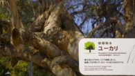 Hibakujimoku, eucaliptos que sobreviveram ao bombardeio atômico, localizados próximos ao Castelo de Hiroshima
