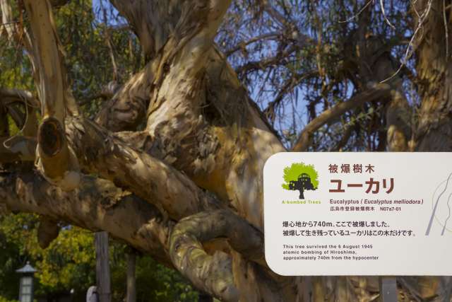 Hibakujimoku, eucaliptos que sobreviveram ao bombardeio atômico, localizados próximos ao Castelo de Hiroshima