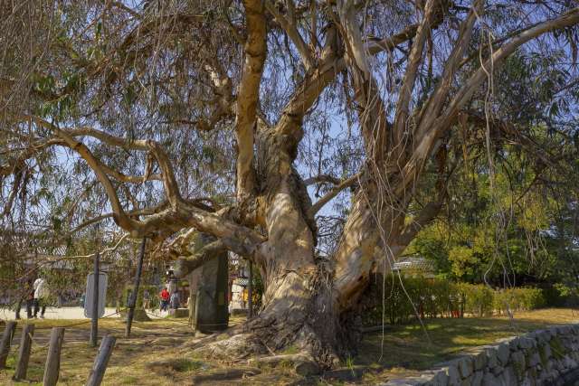 Hibakujimoku, eucaliptos que sobreviveram ao bombardeio atômico, localizados próximos ao Castelo de Hiroshima.