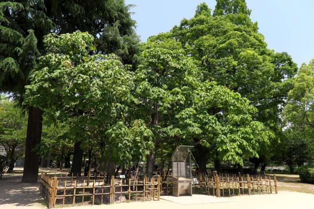 Hibakujimoku, uma paulownia-chinesa que sobreviveu ao bombardeio atômico