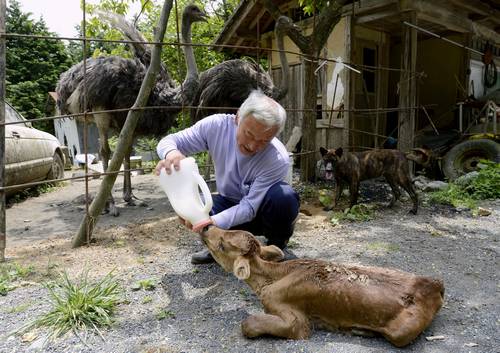 Matsumura Naoto, o guardião dos animais de Fukushima