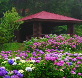 hortênsias no Mt. Rokko em Kobe