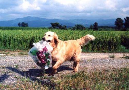 Momoko, o cão que recolheu lixo por 14 anos