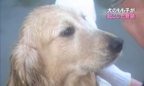 Momoko, o cão que recolheu lixo por 14 anos 