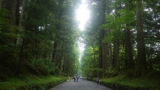 Nikko Sugi Namiki - Avenida de Cedros em Nikko