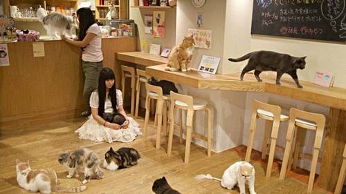 Pet cafes no Japão