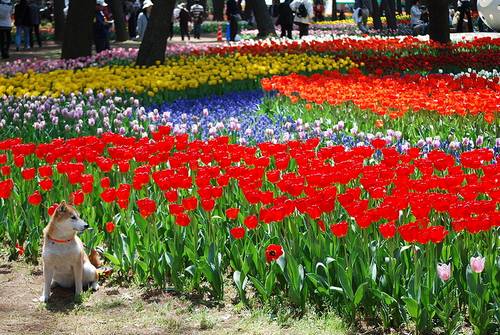 Tulipas Hitachi Seaside Park