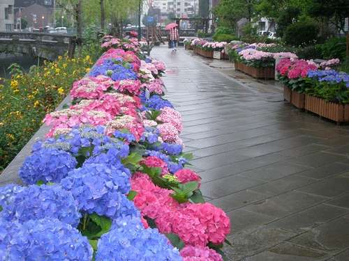 Hortênsias (Ajisai)