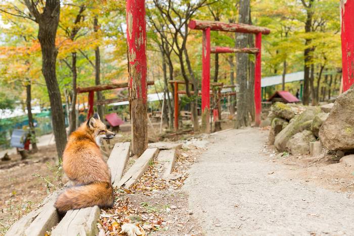 Kitsune Mura - Aldeia das Raposas no Japão