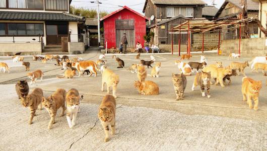 Aoshima, a Ilha dos Gatos