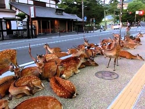 Nara, o doce lar dos cervos