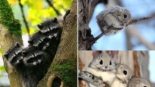 Conheça 10 animais da fauna japonesa