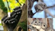 Conheça 10 animais da fauna japonesa