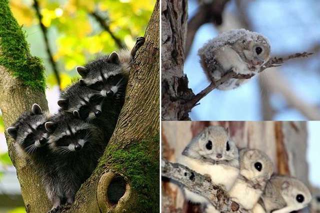 Conheça 10 animais da fauna japonesa