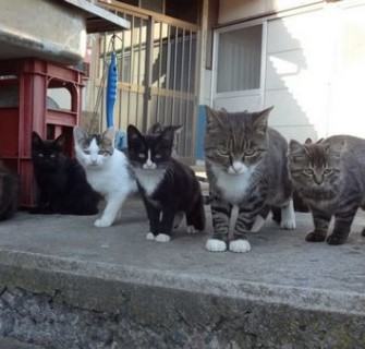 Gatos na Ilha Aoshima