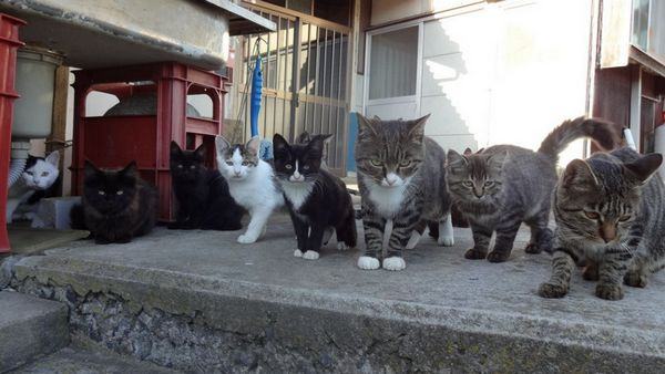 Gatos na Ilha Aoshima