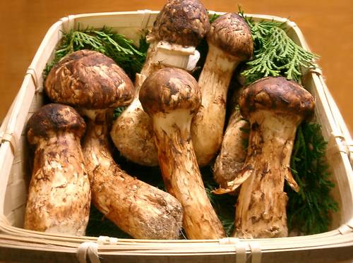 Matsutake, o Cogumelo Mais Caro Do Mundo