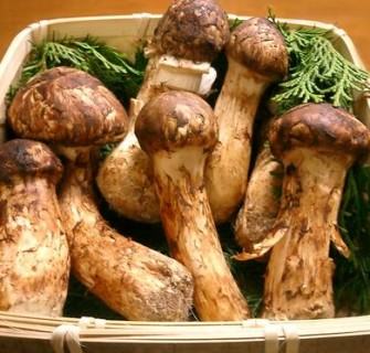 Matsutake, o Cogumelo Mais Caro Do Mundo