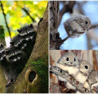 animais cutes do Japão