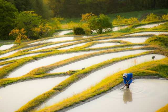 Oyama Senmaida (Kamogawa, Chiba) 