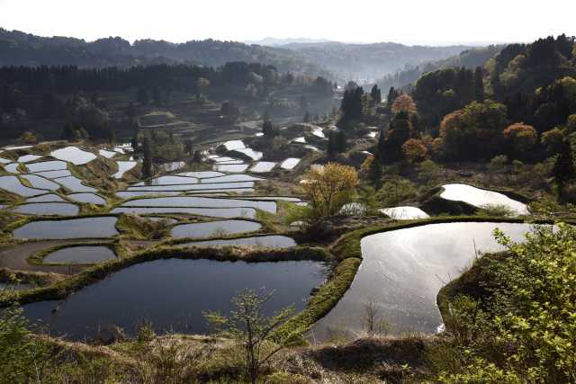 Terraços de arroz de Hoshitoge em Niigata 