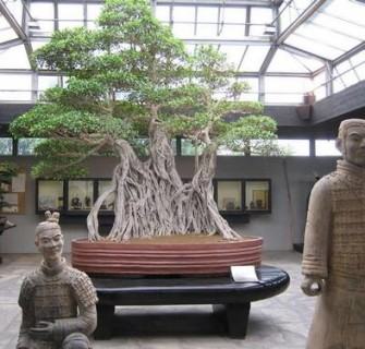 bonsai mais velho do mundo