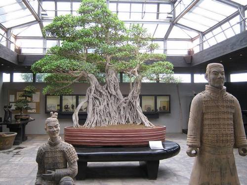 bonsai mais velho do mundo