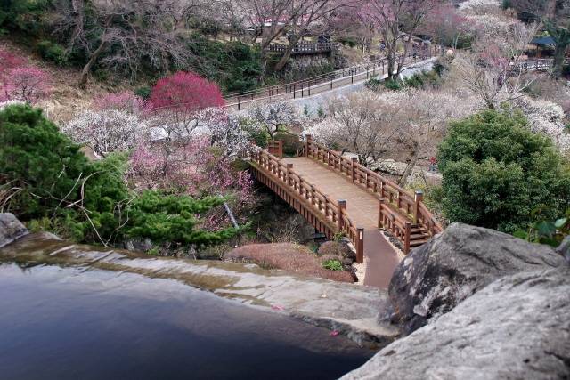 Festivais de Flores de Ameixa - Atami Plum Garden (photo-ac.com)