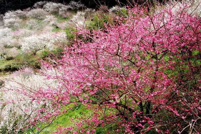Festivais de Flores de Ameixa - Floresta de Ameixas de Ayabeyama 