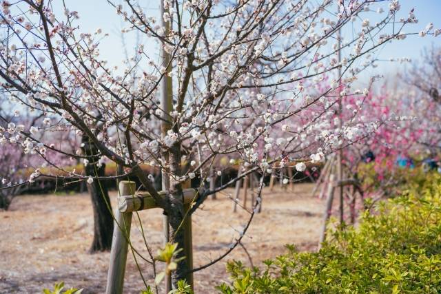 Festivais de Flores de Ameixa - Hanegi Koen (Setagaya Ume Matsuri) 