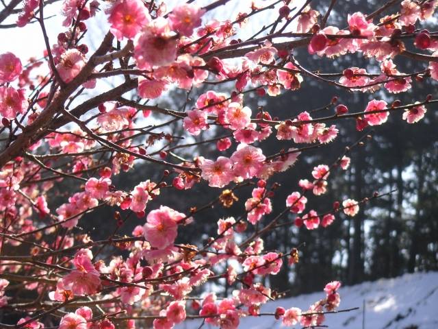 Festivais de Flores de Ameixa - Kyu Shiba Rikyu Garden
