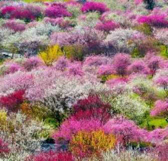 Festivais de flores de ameixa - Inabe Ume Matsuri