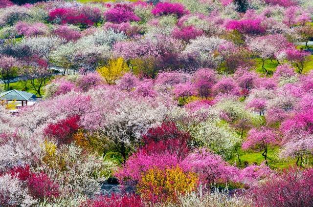 Festivais de flores de ameixa - Inabe Ume Matsuri