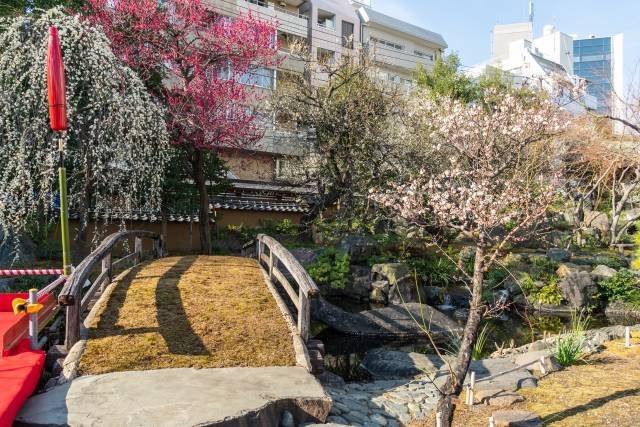 Festivais de flores de ameixa - santuário yushima tenjin 