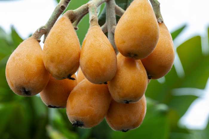 Fruta Biwa 