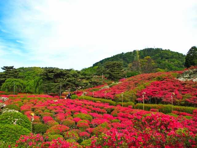 Komuroyama Tsutsuji Park 