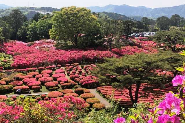 Komuroyama Tsutsuji Park