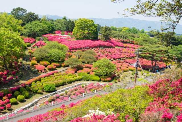 Komuroyama Tsutsuji Park 